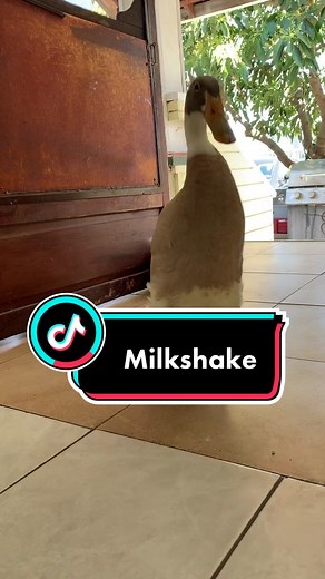 Sharing a Milkshake with a Duck | Cute Animal Video