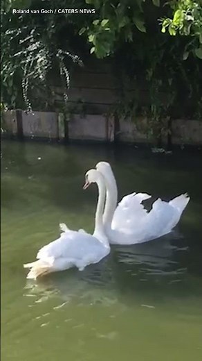 Two loving swans are reunited and their joy is absolutely infectious ❤️