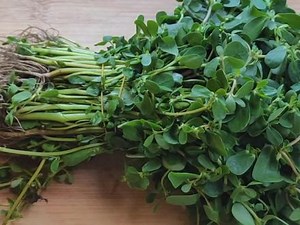 马连根的医用功效与作用