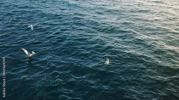 A stunning view of dolphins, pelicans, and seagulls hunting for fish at sunset, captured in 4K slow motion. The aerial shot offers a mesmerizing perspective of this natural spectacle.