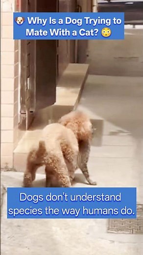 Why Do Dogs Try to Mate With Cats? 🐶🐱 | Animal Facts #shorts
