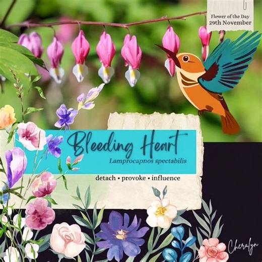 🌸 Flower of the Day 29th November 🌸 Bleeding Heart (Lamprocapnos spectabilis) The Language of Flowers: detach • provoke • influence 🌍 Bleeding Heart is native to the cool, forested regions of East Asia, where it evolved beneath moist canopies and along rocky streams. Its arching stems and heart shaped blossoms developed to flourish in dappled light and rich, humus filled soil, making it a symbol of enduring tenderness and emotional depth. 🎂Birthday Flower Being able to physically assist in t