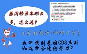 【科研干货】-如何从众多转录本中找到想要的CDS及DNA Filter应用-嵌卫股酱-同一基因不同转录本设计引物-哔哩哔哩视频