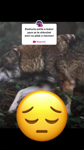 #domanda da @gerti_ktuktu