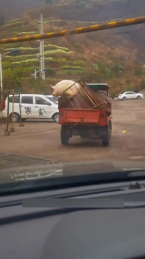 The pig healed by love #fyp #pig #animals #heartwarming #Love #cute #pet #usa | Loveanimals69