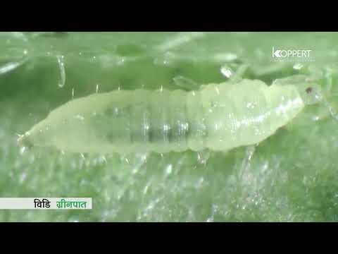 Vidi Greenpath by Koppert Biological Systems