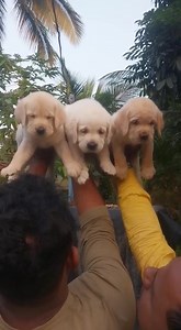 Heavy bone Labrador available on order For more details call/whatsapp on 9800604619 | The PET Shoppe Siliguri | Facebook