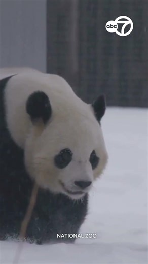 Pandas enjoying snow at National Zoo