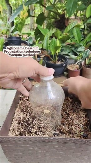 Aglaonema Basecut using vacuum method #homegardening #tipsntricks #usefultips