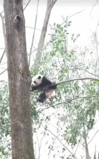 Panda caindo da árvore meme - clipe engraçado do panda