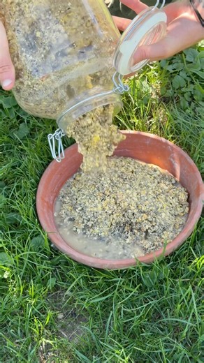 Mit diesem Trick 30% an Hühnerfutter sparen?😳 #landwirtschaft #hühner #futter #trick