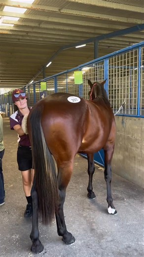 8K views · 99 reactions | The 2025 Nutrien Equine Standardbred Melbourne Sale is tomorrow starting at 11am! William Inglis Stables, Oaklands Junction Make sure to check out Staffordshire Park’s four quality colts. Online catalogue: https://portal.nutrienequine.com.au/catalogues/94 Nutrien Equine - Standardbred | Harness Racing Victoria | Facebook