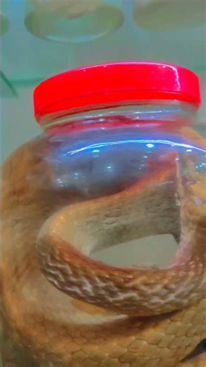 snake museum #snake #python #shortfeed
