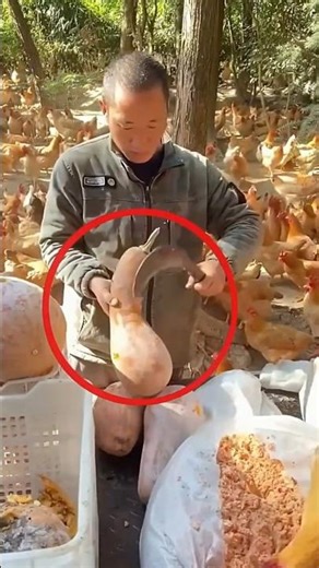 കോഴികൾക്ക് തീറ്റ കൊടുക്കാൻ ഒരു 'കിടു' ഐഡിയ! 🐔💡 Smart Farming