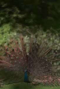 Wild Beauty Captured: Breathtaking Animal Portraits