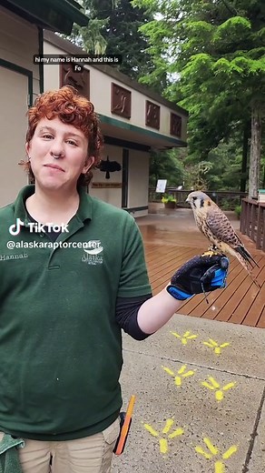 Did you know American Kestrels, like Fe here at the Alaska Raptor Center, are North America's smallest falcon species? American Kestrels don't let their petite stature stop them from being top-tier hunters. From insects to small mammals and birds, they are fierce hunters! #TinyButMighty #AmericanKestrel #naturefacts