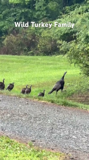 Wild Turkey Family #wildlife #nature #birds