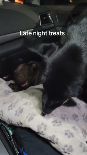 #spikeandpenny #aussiedor #labpitmix #funny #puppy