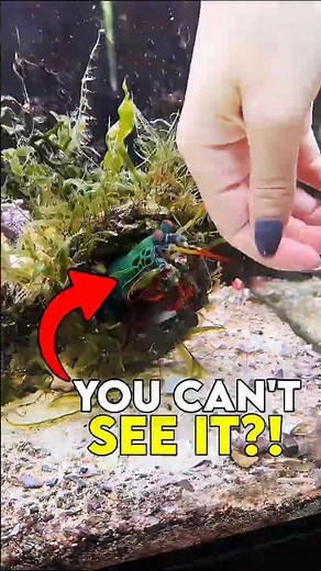 This Shrimp Can Break Glass With One Punch 😳 #mantisshrimp #oceanfacts #animalfacts #deepsea