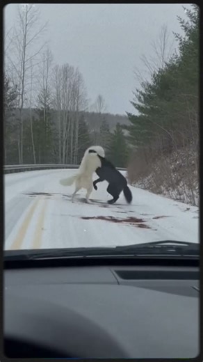 Nature Has No Mercy: A Terrifying Wolf Battle to the Death