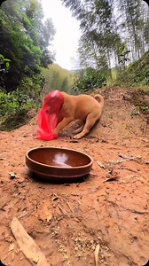 Grumpy puppy #Mosheng #Chineseruraldog #puppy #cute #4k | Bon Nie