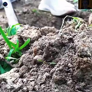 1.2K views | Stone Dog House Project | Solid Structure Build | World Tips | Facebook