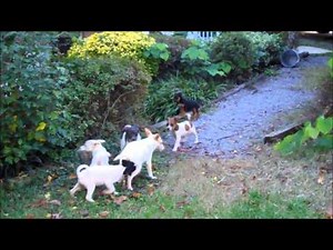 Squirrel dogs of the future