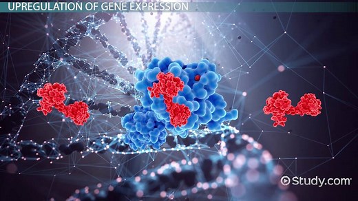Upregulation & Downregulation in Gene Expression