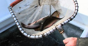 NJ Division of Fish and Wildlife Stock Waters with Trout