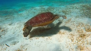 Turtle Swims Turquoise Water Over Coral Stock Footage Video (100% Royalty-free) 3673384903 | Shutterstock