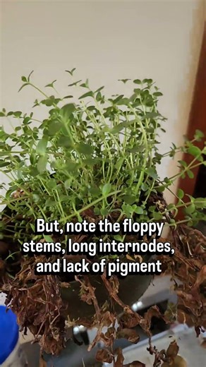 Plant growth differences. Full sun outdoors, compared with light from a window in winter.