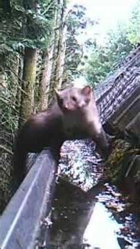 20 Een steenmarter in huis ? Bel ons ! Marter Control Unit - 0573 459905 - 06 42707967