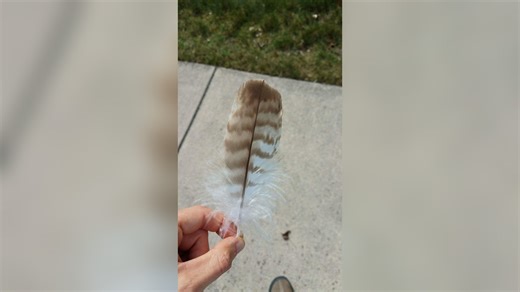 Difference Between Owl and Hawk Feathers: Key Identification Tips