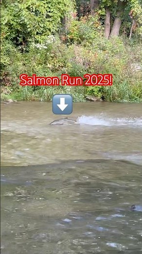 Salmon Run 2025 😱🐟 | Nature’s Wild Migration Caught on Camera #nhedtv