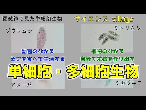 中学２年 理科『単細胞・多細胞生物』【現役教師による授業動画】