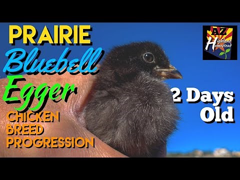 Prairie Bluebell Egger