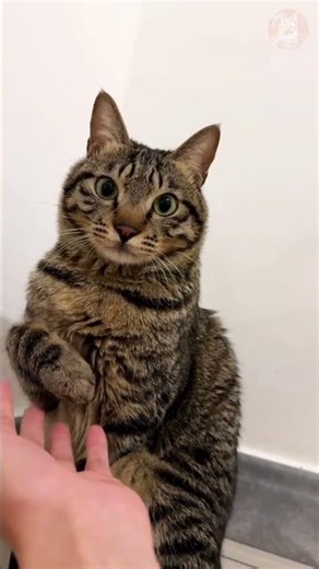 Top 3 Funniest Random Cat Videos You Won’t Believe Exist! 😹🐾 #funnycats #catlaughs