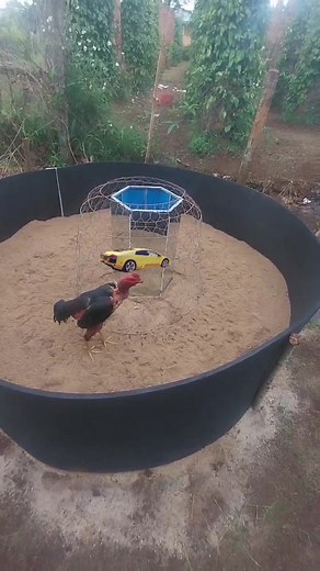 Xe công thức 1 #gachoic1 #gachoivn #xuhuongtiktok2024 #斗鸡