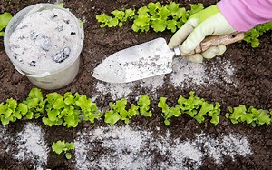 7 Animals Digging Holes in Your Yard