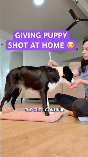 Puppy scared at vet tips 😢