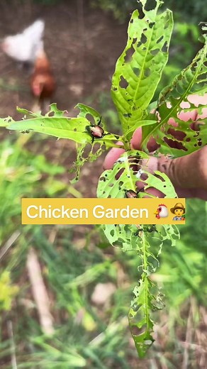 Do you let your chickens near your garden? Looking into chicken chunnels next! #chickens #chickencoop #garden #chickengarden #chickenkeeping #purelychickens #backyardchickens #homestead #hobbyfarm