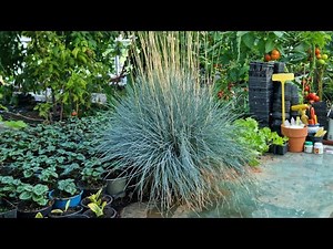 Ornamental grass propagation :festuca glauca blue