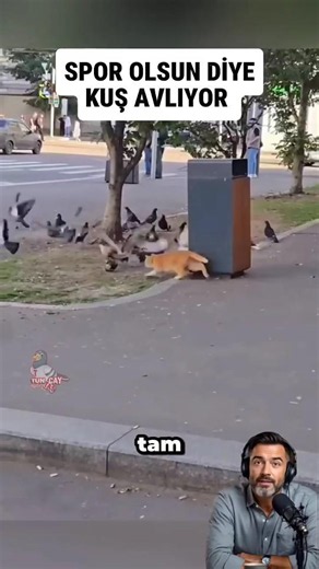 aç olduğu için değil spor olsun diye kuşları avlıyor. kötü kedi Şerafettin