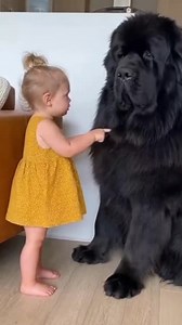154M views · 4M reactions | This little boss lady is laying down the law with her giant best friend! ️ "No, you don't touch my crackers!" Clearly, someone is still upset about yesterday's snack theft.  Listen very carefully#ToddlerTalks #NewfoundlandDog #GiantDog #DogAndBaby #FurryBestFriend #DogMoments #FunnyDogs #PuppyEyes | cutepetfamily | Facebook