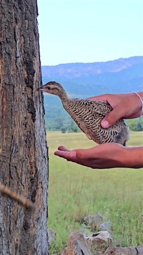 Hungry Partridge Finds Delicious Termites on Tree | #birdslover #pets #wildlife #partridges #termites #trendingpost | Birds Lover