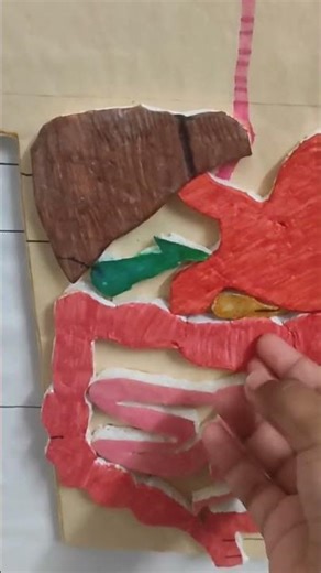 Human digestive system Part 2 #biology #science