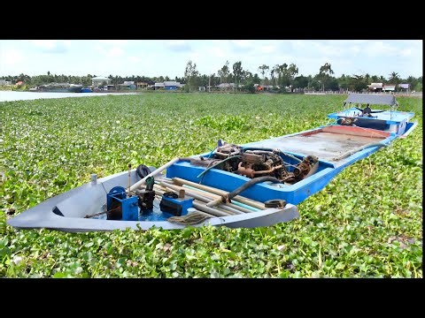 Massive Water Hyacinth Blockage Covers Dam Gate And Stops Boats
