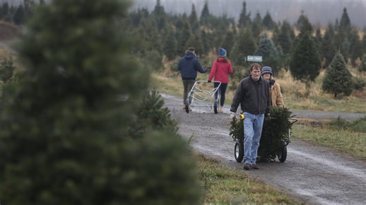 Here's where to recycle your Christmas tree