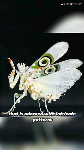 Spiny Flower Mantis - A Master of Camouflage and Deadly Predator