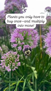 338K views · 34K reactions | Who doesn’t love a BOGO plant?! These...